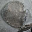 Large Ichthyosaur Shoulder Blades & Belemnite #8250-3